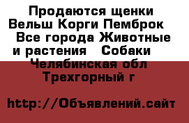 Продаются щенки Вельш Корги Пемброк  - Все города Животные и растения » Собаки   . Челябинская обл.,Трехгорный г.